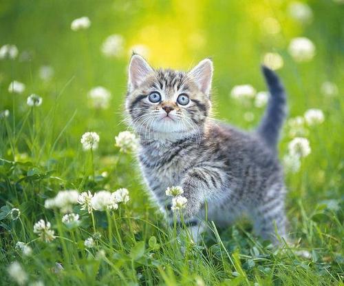 梦见猫躲在角落