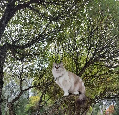 梦见猫爬树 梦见猫爬树