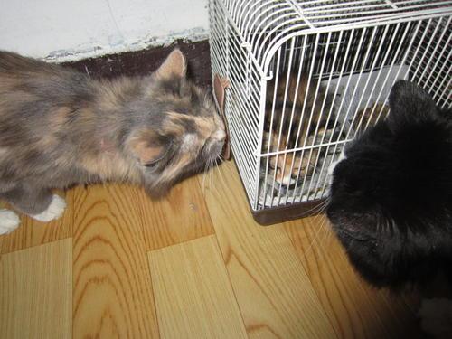 孕妇梦见猫关在笼子里