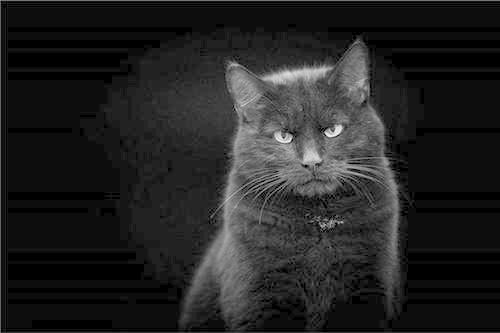 梦见一只黑猫