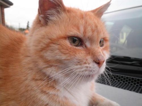 梦见大黄猫