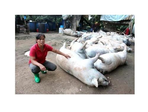 梦见猪死掉