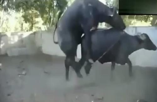梦见牛交配