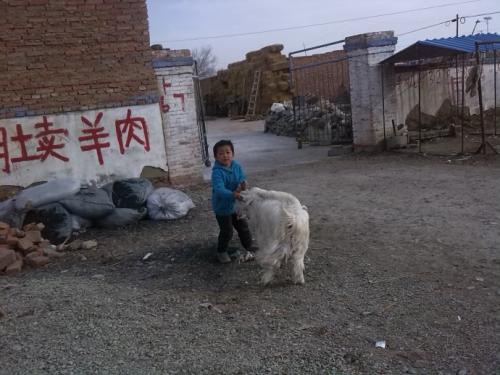 梦见帮别人赶羊