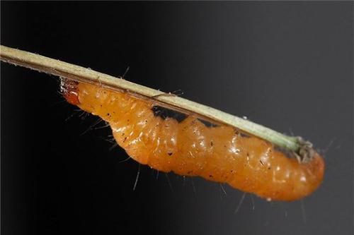 梦见飞虫