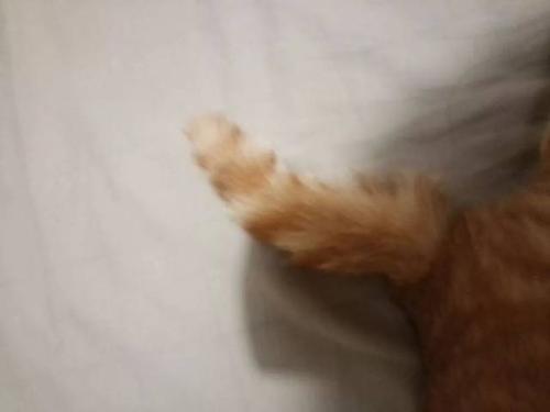 梦见尾巴断了