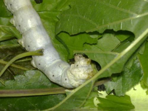 梦见养蚕