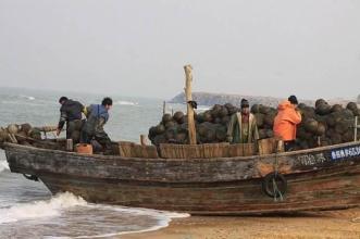 梦见挖海螺