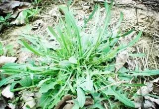 梦见自己去挖苦菜 梦见自己去挖苦菜