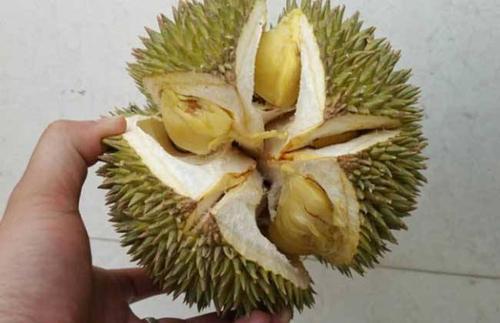 梦见别人吃榴莲