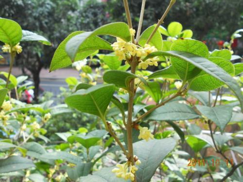 孕妇梦见桂花树