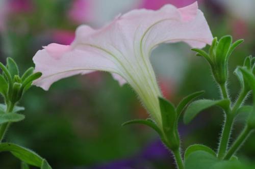 孕妇梦见牵牛花