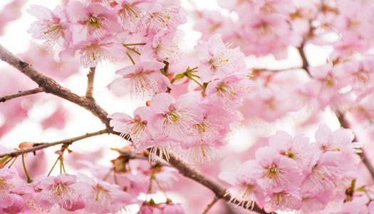 孕妇梦见樱花