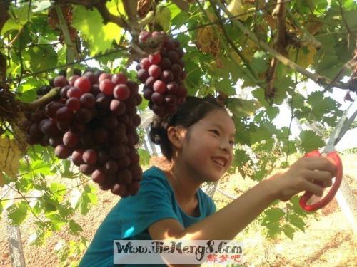 孕妇梦见摘葡萄
