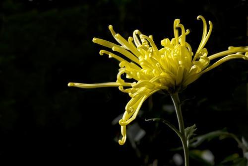 梦见与人分菊花