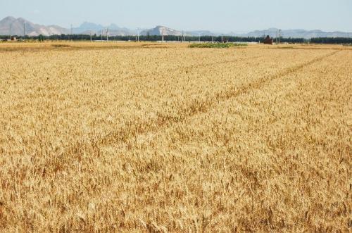 梦见麦子成熟了 梦见麦子成熟了