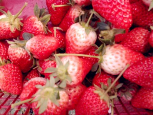 梦见冬天摘草莓 梦见冬天摘草莓