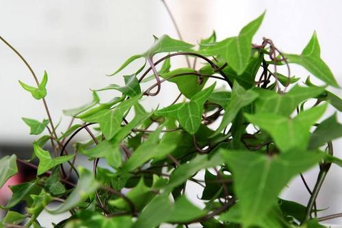 梦见移栽花 梦见移栽花