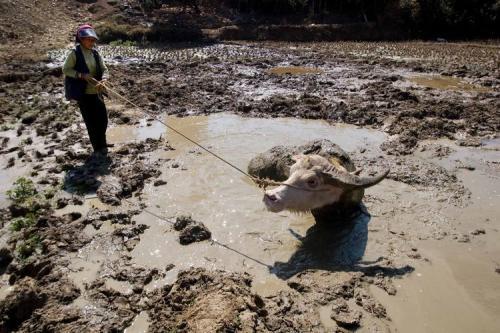 梦见被人拉到水里