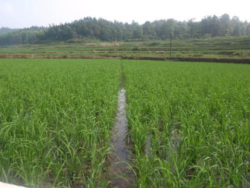 梦见田里很多水 梦见田里很多水