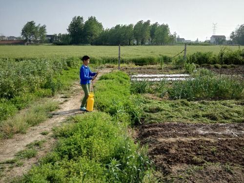 梦见种菜浇水 梦见种菜浇水