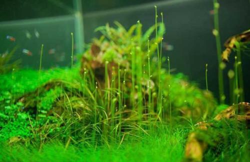 梦见水草