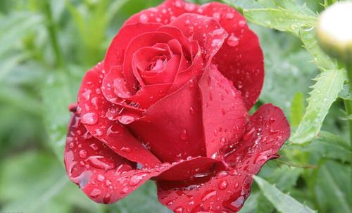 梦见下红色的雨 梦见下红色的雨