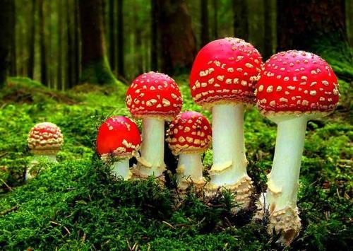 梦见在山中获得宝物