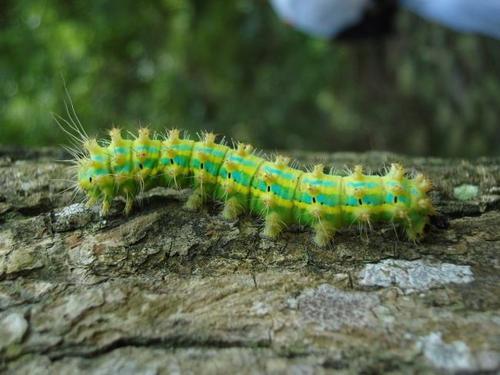 梦见一地的毛 梦见一地的毛