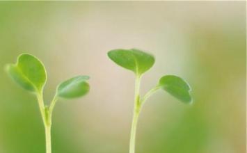 梦见树枝发芽 梦见树枝发芽