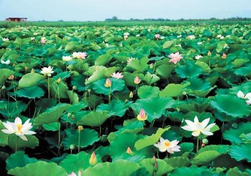 梦见荷塘挖土 梦见荷塘挖土