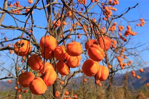 梦见做柿饼 梦见做柿饼