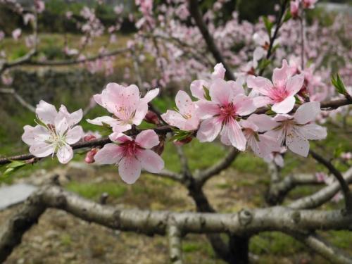 梦见桃花开满花园