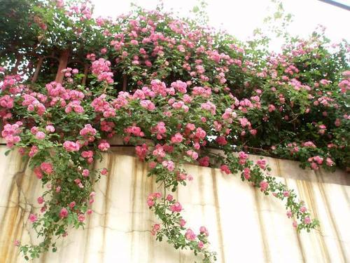 梦见在花园溜达