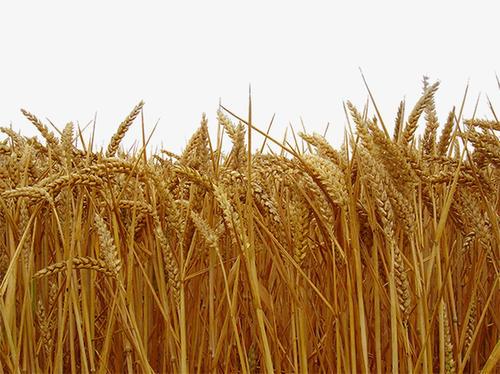 梦见麦田长麦穗 梦见麦田长麦穗