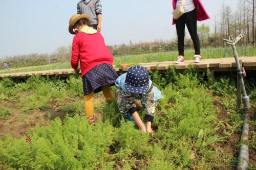 梦见在农场 梦见在农场