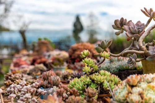 梦见一大片多肉地 梦见一大片多肉地