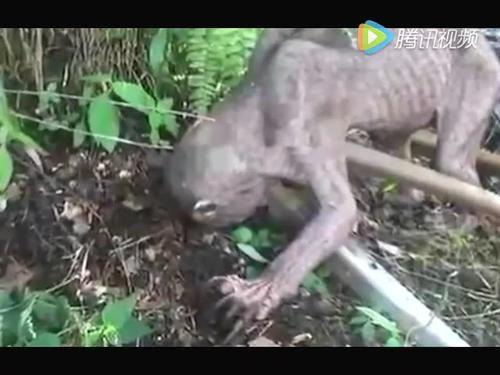 梦见画舫被水鬼攻击 梦见画舫被水鬼攻击