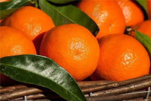 梦见成熟的桔子 梦见成熟的桔子