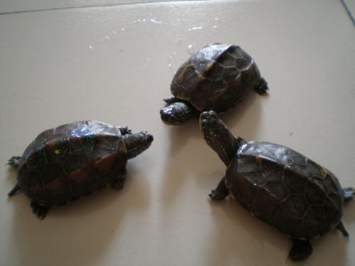 梦见捡到锁头 梦见捡到锁头