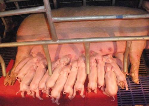 梦见吃奶 梦见吃奶