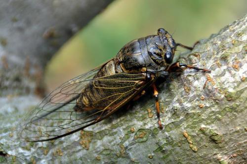梦见捉知了 梦见捉知了