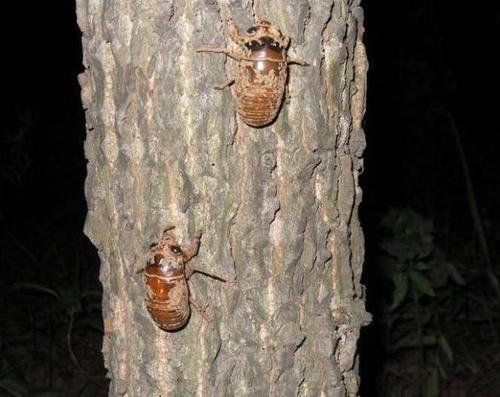 梦见捉了很多知了