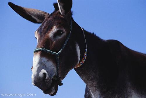梦见骑毛驴