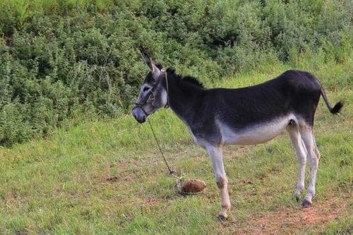 梦见毛驴跑了 梦见毛驴跑了