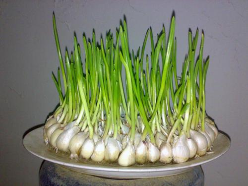 梦见栽蒜大蒜 梦见栽蒜大蒜