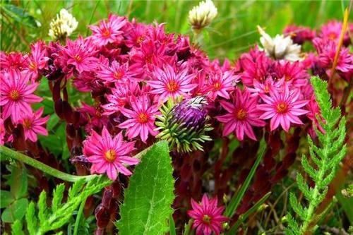 梦见自己在种花