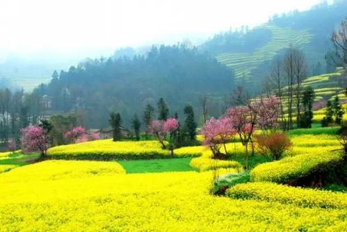 梦见油菜花开了 梦见油菜花开了