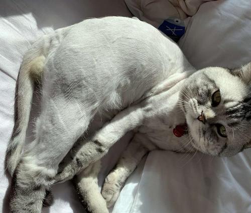 梦见身上长花纹 梦见身上长花纹