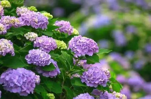 梦见一片紫阳花 梦见一片紫阳花